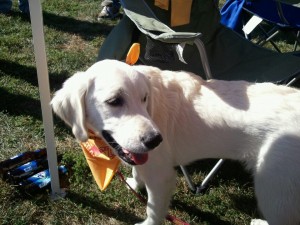 Paisley at ISU game 300x225