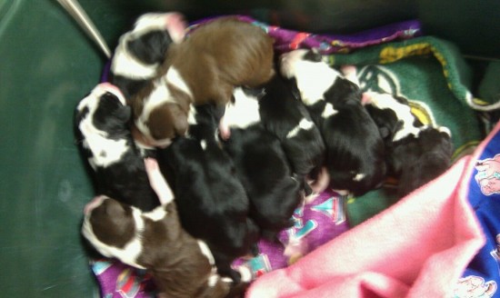 puppies 550x328