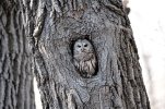mom owl for CF 800x600.jpg