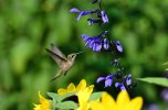 DSC_2544 hummingbird Mpls gardens - CF reduced scale.jpg