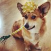 celebratory-corgi.jpg