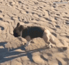 gif fail pup.gif