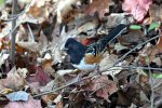 DSC_0219 spotted towhee day 2 reduce leaf sat CF scale.jpg
