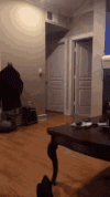 IMG_0145.gif
