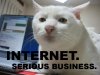 internet-serious-business-cat.jpg