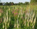Culver's Root (5a) (8) Tick-Trefoil.JPG