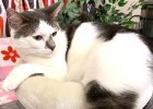 Cat Tree-TJ Best copy.jpg