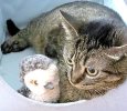 PurrSnickKitty With Birdie copy.jpg