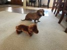Mack and stuffed animal Douglas.jpg