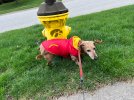 Mack and Hok fire hydrant.jpg