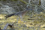 DSC_8385 roadrunner at gilbert ponds CF.jpg