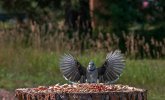 P1101537-Enhanced-NR.jpg