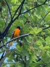 IMG_7412.jpeg