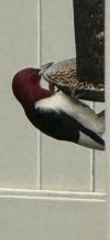 IMG_7467.jpeg
