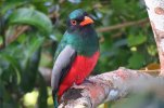 Slaty-tailed-Trogon-JS-1-800x530.jpg