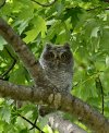 DSC_1618 screech owlet #2 view 1000pix.jpg