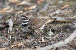 DSC_2166 killdeer n eggs.jpg
