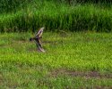 Killdeer.jpg