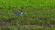 P1101852-Enhanced-NR.jpg