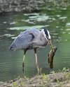 DSC_2067 great blue heron and bullhead CF scale.jpg