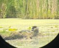 French Park Loon 2.jpg French Park Loon 2.jpg