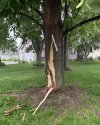 Lightning Tree.jpg