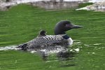 DSC_7398 chick ridingon adult cropped more CF scale.jpg