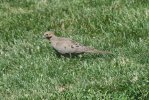 Mourning Dove.JPG
