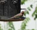 House Finch.JPG