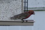 House Finch 2.JPG