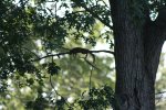 Hot Squirrel.JPG