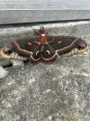 IMG_0626.jpeg