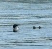 Bass Lake Loons - small.jpg