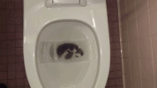 Howk in Toilet.gif