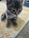Polydactyl.jpg