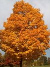 fall_colour_missouri_botanical_garden_01-10-958840691.jpg