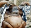 orangutan clothes 1.jpg