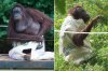 orangutan clothes 2.jpg