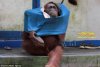 orangutan clothes 3.jpg