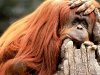 orangutan-sad.jpg