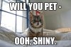 shiny cat.jpg