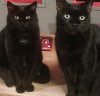 CF-happy holloween-black cats2B.jpg