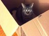 cat in box-kitten.jpg