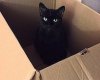 cat-in-box snarf.jpg