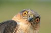 7313016-the-portrait-of-sparrow-hawk-close-up.jpg