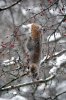 squirrel in crabapple CF scale.jpg