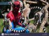 epa03295269-a-young-man-wearing-a-spider-man-costume-sits-with-ring-CMAXFX.jpg