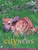 GV newsletter with fawn picture.jpg