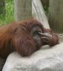 orangutan flipping bird 2.jpg
