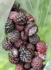 black raspberries cf scale.jpg